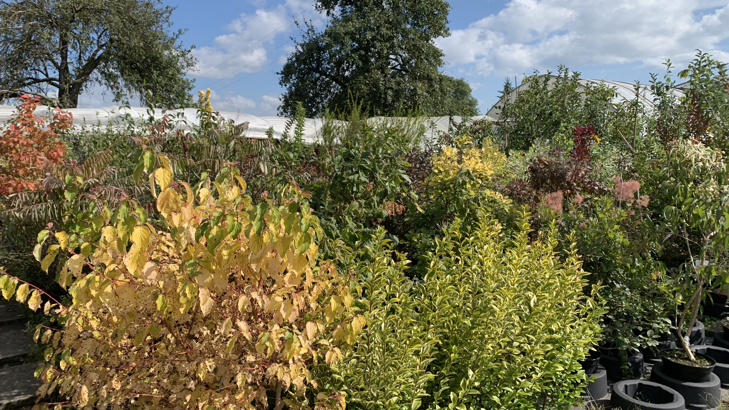 Oktober 2024 | Herbstfärbung