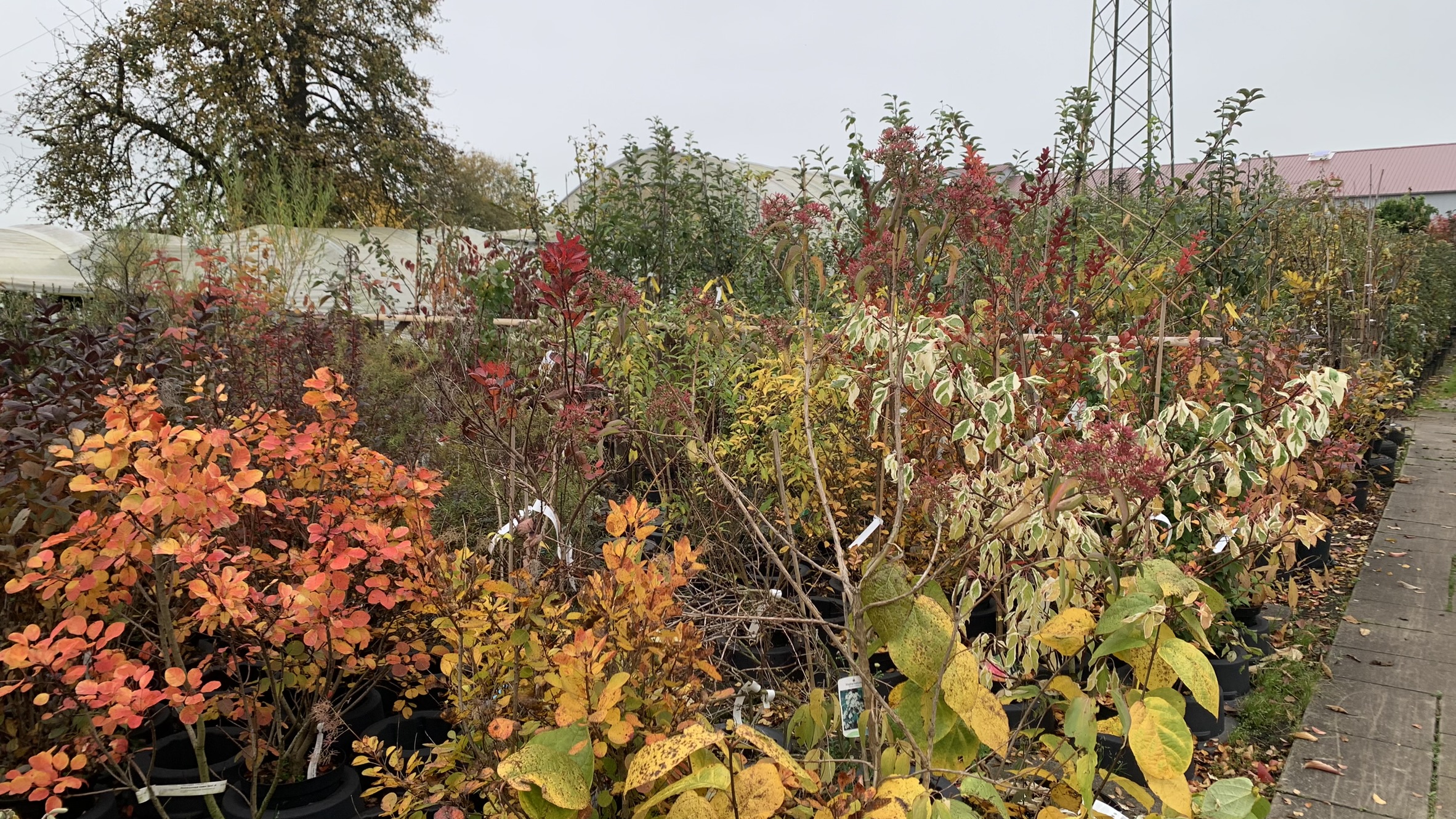 Oktober 2024 | Herbstfärbung